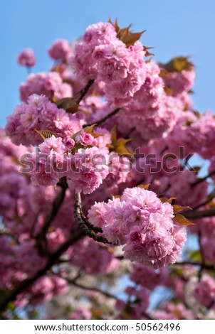 japanese cherry tree blossoms. stock photo : Japanese cherry