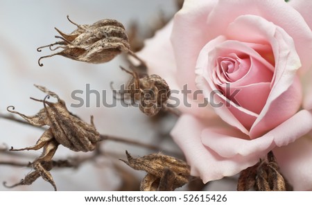 Pink rose and withered plant (shallow depth of field)
