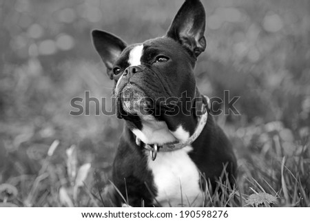 French bulldog in black and white