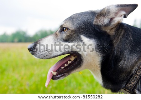 wolf-dog