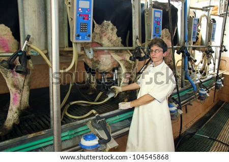 Milking Cows on farm, Woman working