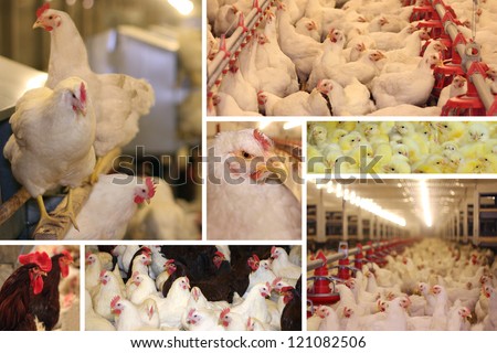 Chicken farm