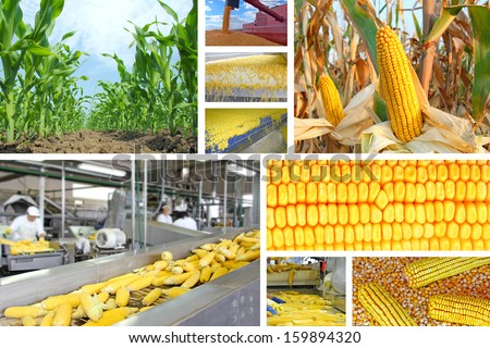 Corn production, corn on field, processing plant, collage