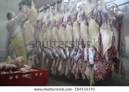 Row of hanging carcases, cold storage in the slaughterhouse