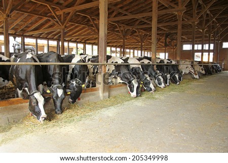 Cows in a farm cowshed