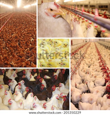 Chicken farm, poultry production - collage