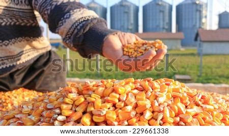 Corn grains in a hand after good harvest of successful farmer, in a background agricultural silo