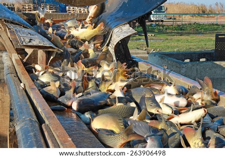 Fishing Industry - Catching and sorting a freshwater fish
