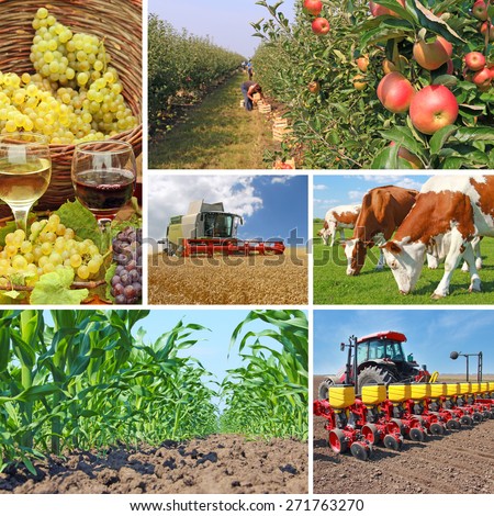 Agriculture - collage, food production - corn field, wheat harvest, tractor sowing, apple, cows on pasture, wine and grapes