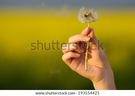Dandelion with seeds in hand over rape and blue sky