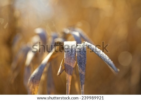 Close-up of frost covered grass in late fall