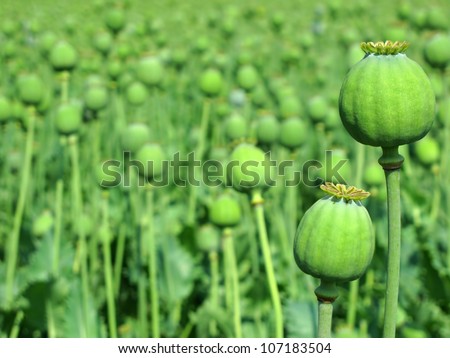 Opium poppy with field out of focus in background.