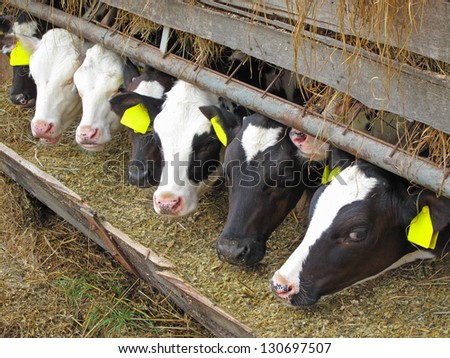 Calves in row. Cows breeding on bio farm in European union.