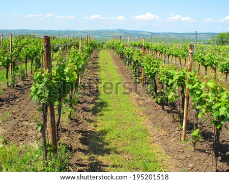 Beautiful vineyard in Velke Bilovice, South Moravia, Czech republic.