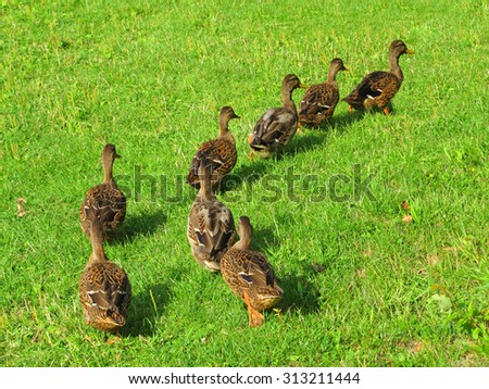 Ducks in a row following leader.