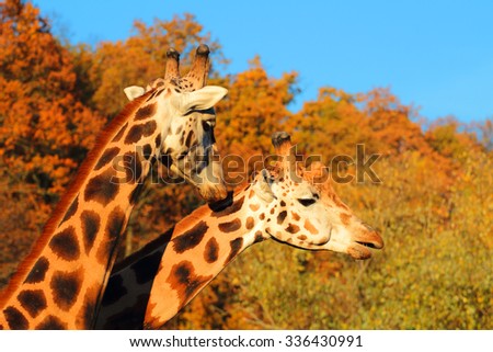 Giraffes couple falling in love.