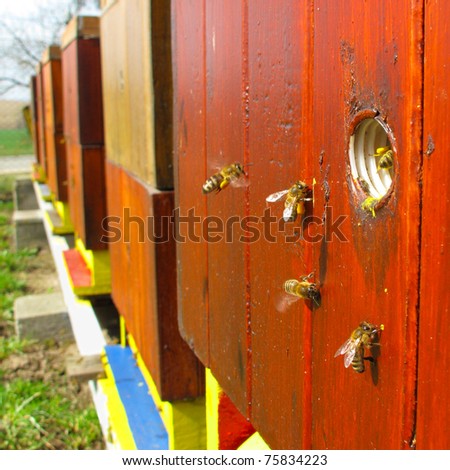 Bees Carrying Pollen