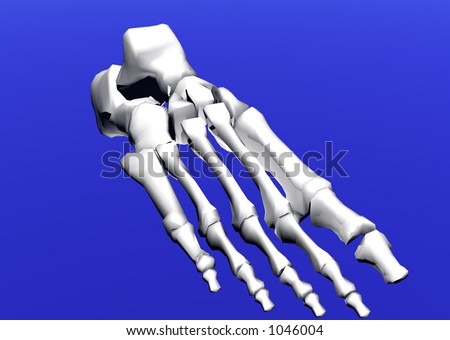 bones of foot. stock photo : Foot Bones