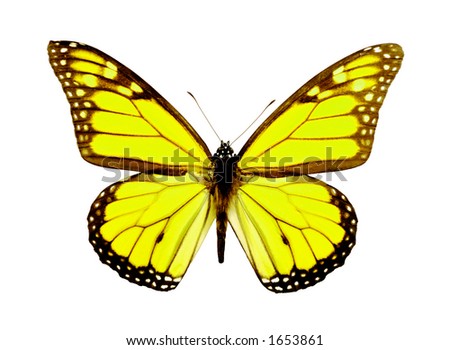 stock photo Yellow Butterfly
