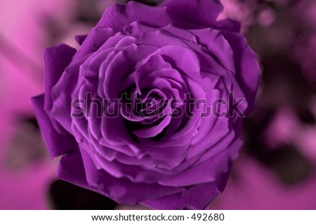 Purple open rose shot from head on with a purplish-pink background nicely blurred.
