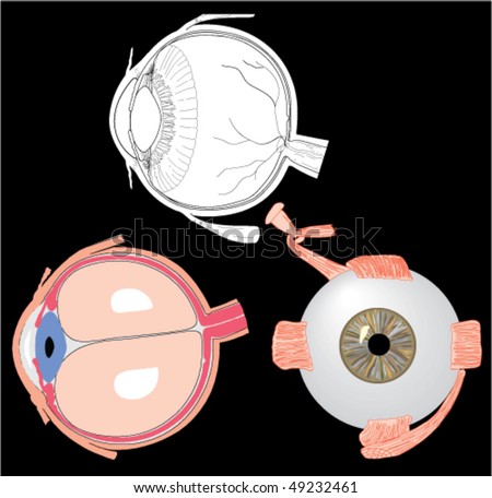 anatomy of eye. stock vector : eye anatomy