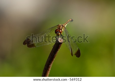 dragon fly wings down
