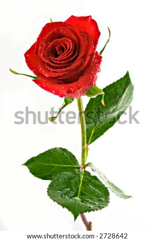 stock photo : red valentine rose with dew
