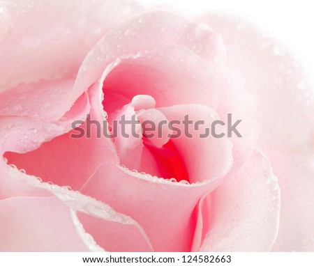 Closeup  of beautiful pink rose with water drops.Isolated on white
