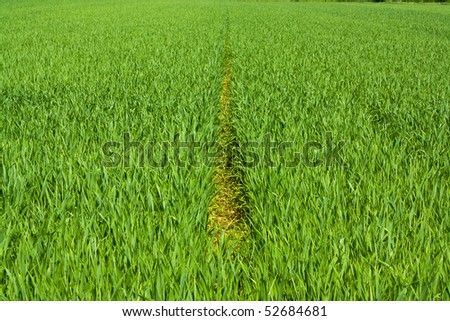 Landscape of green grass field with good escape line in the middle
