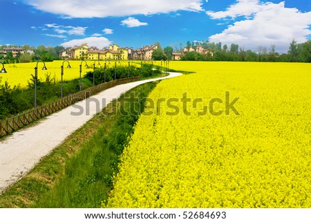Beautiful fairytale country in a yellow sea  of rapeseed flowers field under the blue sky