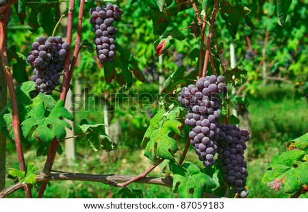 Grape cluster in a vineyard in Italy