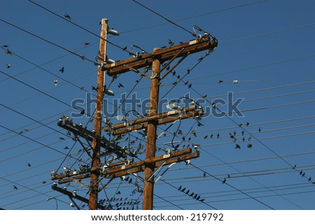 A lot of birds sitting on power lines