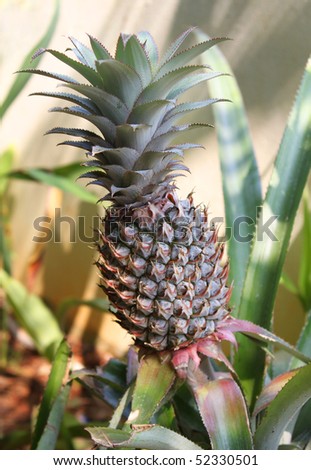 ananas growing up