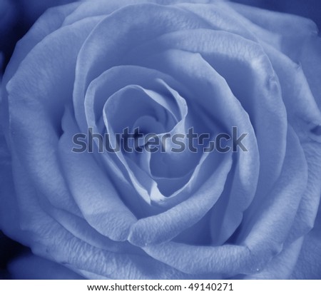 Macro of a beautiful Blue rose - color slightly enhanced