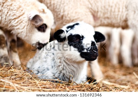 Close-up of young little lamb smiling and sleeping