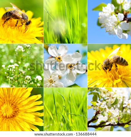 Collection of summer and spring wallpapers.  Dandelions, flowers, grass, summer sun and working bees