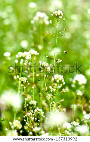 Close-up of white flower with green background, summer wallpaper