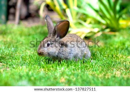 Easter little rabbit smiling in green grass with leaves and flower background