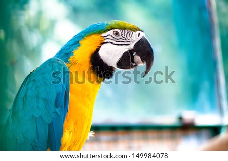 Macaw parrot in the wild jungle eating and smiling at camera