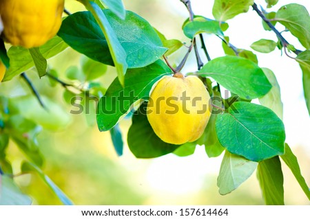 Fresh, bio, sweet and healthy quinces on tree at local farm, with sun rays and green background