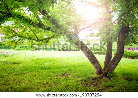 Beautiful summer landscape with a tree and sun rays in park. Tranquil background or wallpaper scenery with nature in park