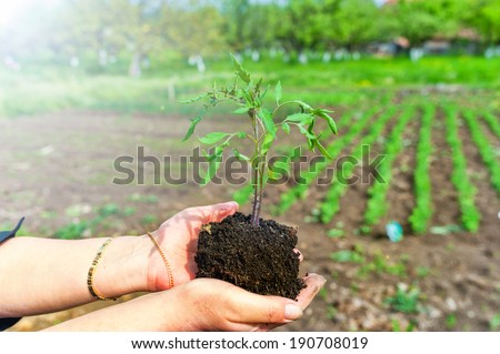 woman holding a plant in hands against garden background, bio concept, fresh and bio tomatoes plant
