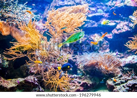 Vivid colorful coral colony reef and tropical fish in the ocean or sea