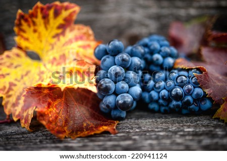 Autumn harvest at vineyard with fresh, bio red grapes. Autumn theme or background with grapes and leaves
