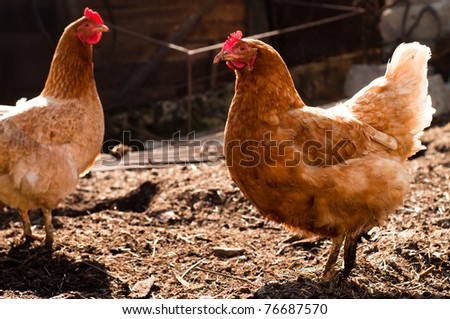 Red, farm chickens in the countryside