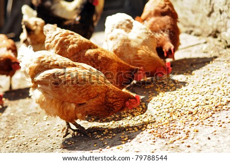 Several red, farm chickens eating corn in the countryside