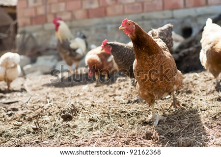 Stand-alone red, farm chicken looking towards camera, while other chickens and a rooster eat in background