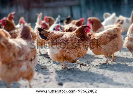 Red, farm chickens in a farm in the countryside