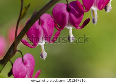 Bleeding Heart (Dicentra spectabilis) perennial flower, copy space in lower right