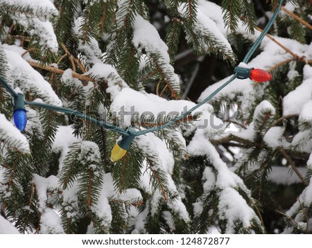 A string of outdoor Christmas lights hangs from the branches of a snowy evergreen tree.